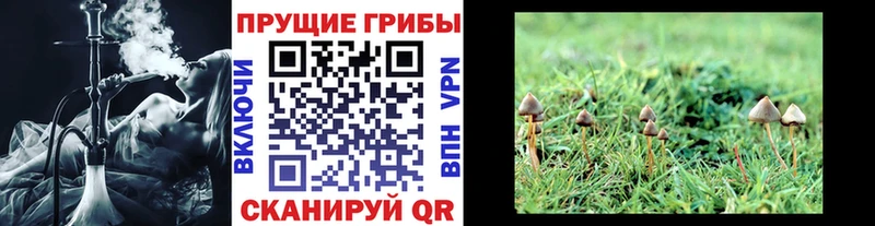 Галлюциногенные грибы GOLDEN TEACHER  наркотики  Заречный 